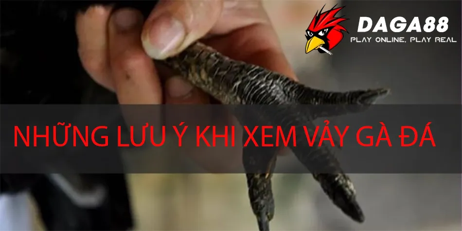 Một số những lưu ý khi xem vảy gà đá DAGA88