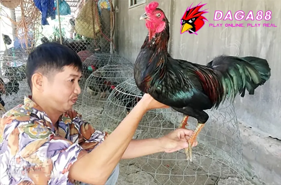 Một Số Những Lưu Ý Quan Trọng Khi Tập Lực Cho Gà Chọi DAGA88