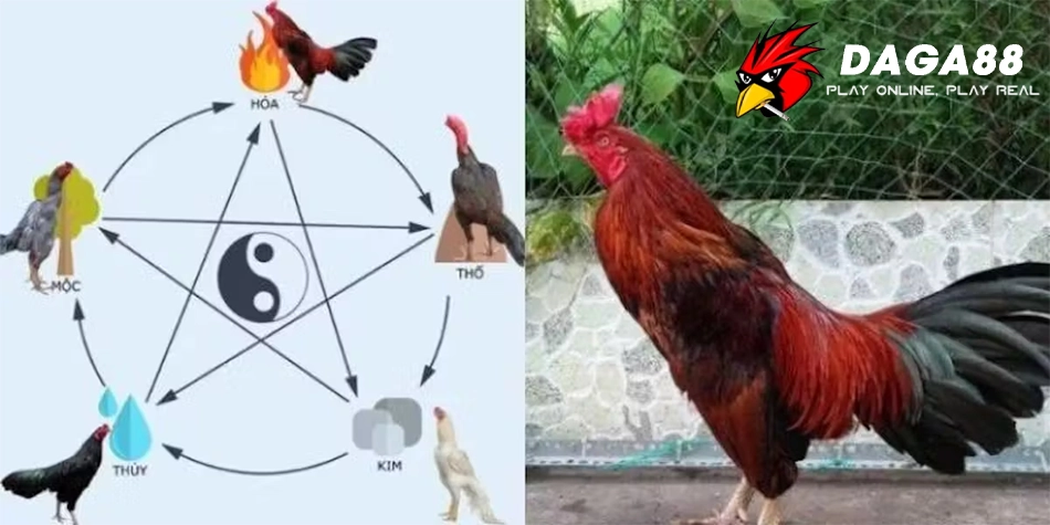 Một số những lưu ý quan trọng khi xem mạng gà đá DAGA88