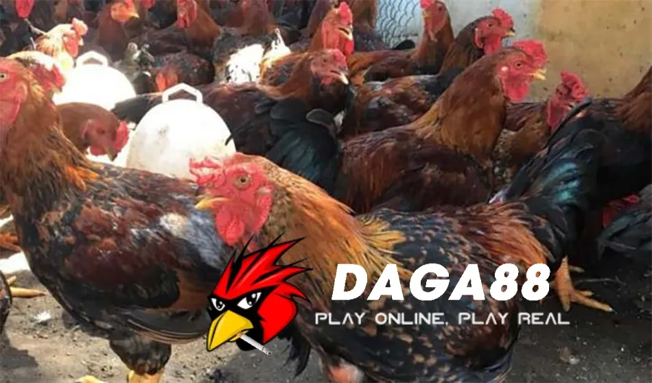 Cách Phòng ngừa và điều trị bệnh đậu gà hiệu quả DAGA88