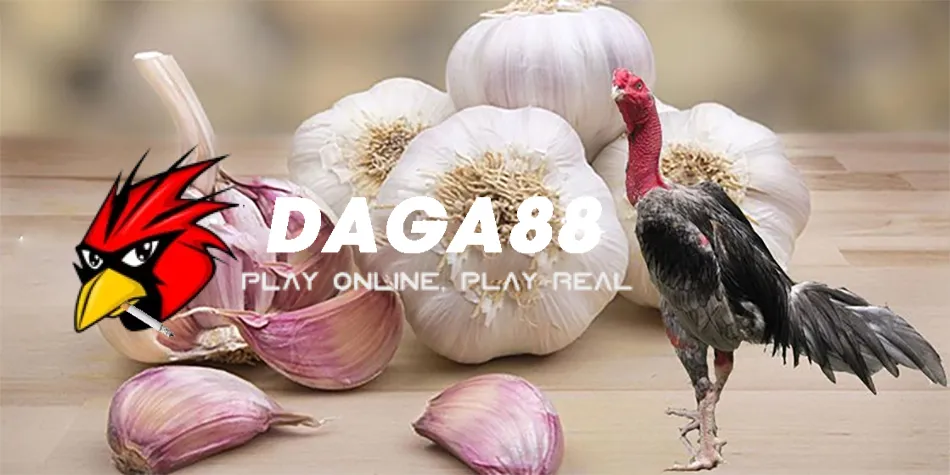 Cách Phòng ngừa các bệnh thường gặp ở gà chọi bằng tỏi DAGA88