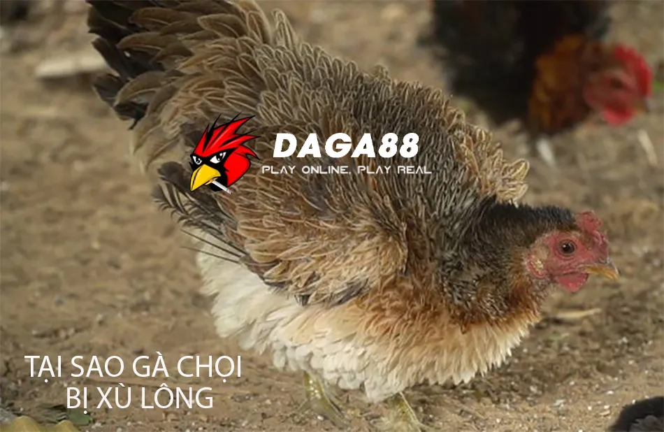 Gà Chọi Bị Xù Lông - Dấu Hiệu Bệnh Nguy Hiểm? 1 Tại Sao Gà Chọi Bị Xù Lông? DAGA88