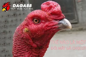 DAGA88 Thế Nào Là Một Đôi Mắt Gà Chọi Lì?