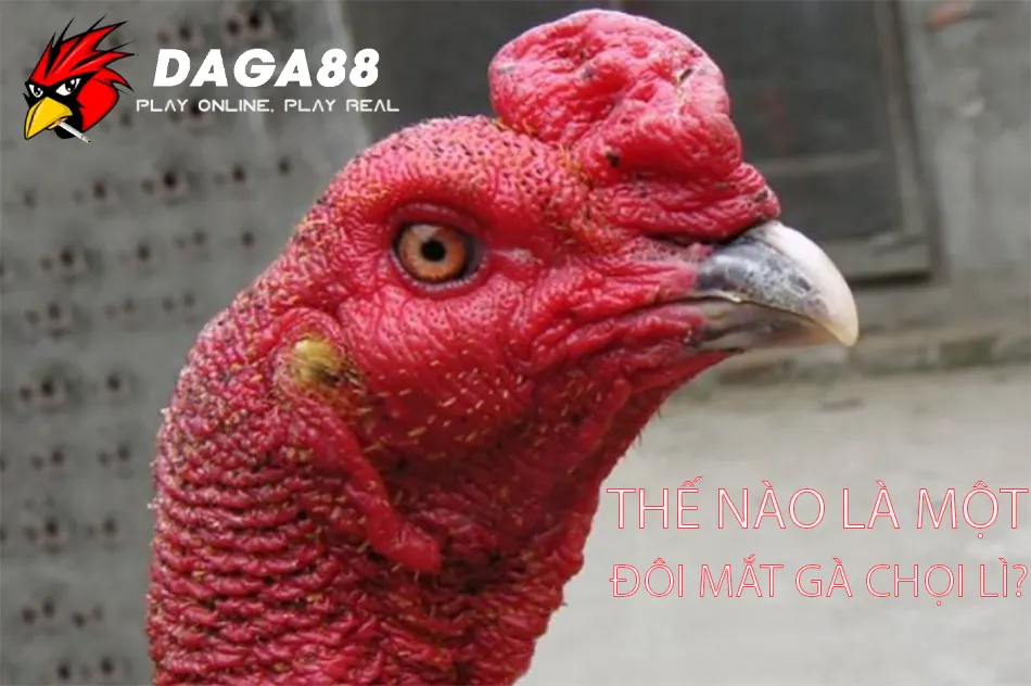 Tuyển Tập Các Kiểu Mắt Gà Chọi Lì Lợm, Gan Góc Nhất 1 DAGA88 Thế Nào Là Một Đôi Mắt Gà Chọi Lì?