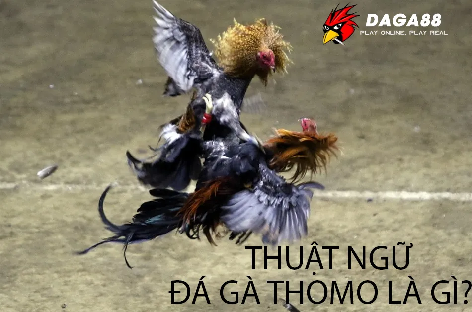 Bỏ Túi Cẩm Nang Thuật Ngữ Đá Gà Thomo - Bí Kíp Bất Bại 1 Thuật ngữ Đá Gà Thomo Là Gì?DAGA88