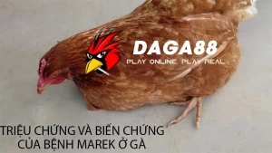 Các Triệu chứng và biến chứng của bệnh Marek ở gà DAGA88