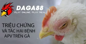 Những Triệu Chứng và Tác Hại của Bệnh APV Trên Gà DAGA88