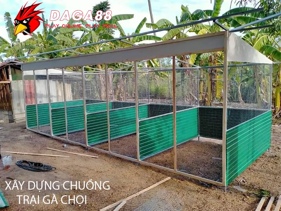 Cách Xây Dựng Chuồng Trại Gà Chọi: Từ Thiết Kế Đến Thực Tế DAGA88