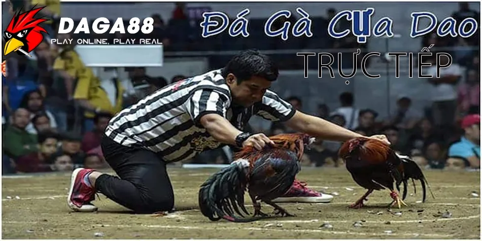 Đá Gà Cựa Dao Philippines: Gà Chọi Cừ Khôi, Cuộc Chiến Sinh Tồn! 2 Trải Nghiệm Xem đá gà cựa dao Philippines trực tiếp: Thomo và những điểm nóng DAGA88