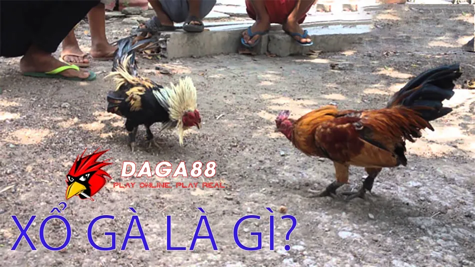 Xổ Gà Chọi Đúng Cách: Tăng Lực, Sức Bền, Chiến Thắng 1 Xổ Gà Là Gì? Tầm Quan Trọng Của Việc Xổ Gà Đối Với Gà Chọi DAGA88