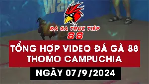 Tổng hợp 30 Video đá gà CPC3 ngày 7/09/2024