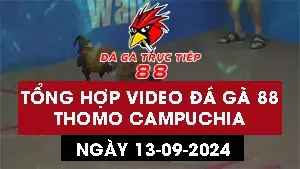 Video đá gà CPC3 tại Thomo 13/9/2024