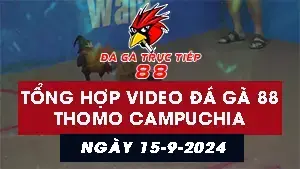 Tổng hợp 35 Video đá gà CPC3 15/9/2024