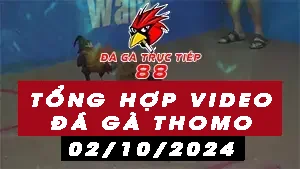 Tổng hợp Video đá gà Thomo Campuchia ngày 2/10/2024