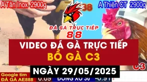 Video đá gà Thomo CPC3 ngày 29/05/2025