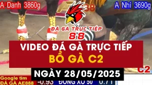 Video đá gà Thomo CPC2 ngày 28/05/2025