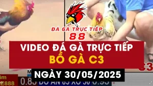 Video đá gà Thomo CPC3 ngày 30/05/2025