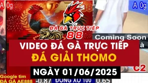 Video Đá Giải GÀ TỰ DO tại Thomo - 01/06/2025
