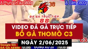 Video đá gà thomo C3 trực tiếp ngày 02/06/2025