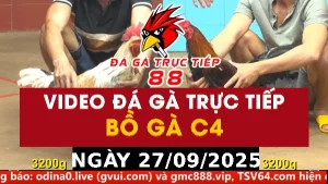 Video đá gà CPC4 Ngày 27-09-2025 - Đá gà 88