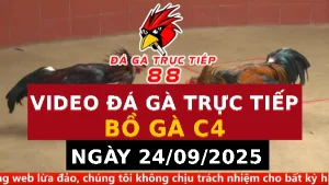Video đá gà CPC4 Ngày 24-09-2025 - Đá gà 88