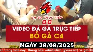 Video đá gà CPC4 Ngày 29-09-2025 - Đá gà 88