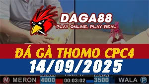Video đá gà CPC4 Ngày 14-09-2025 - Đá gà 88