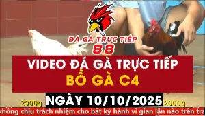 Video đá gà CPC4 Ngày 10-10-2025 - Đá gà 88