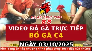 Video đá gà CPC4 Ngày 03-10-2025 - Đá gà 88