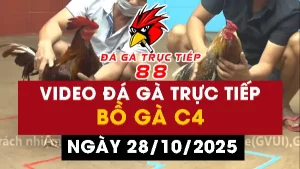 Video đá gà CPC4 Ngày 28-10-2025 - Đá gà 88