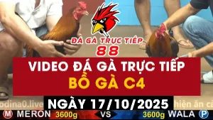 Video đá gà CPC4 Ngày 17-10-2025 - Đá gà 88