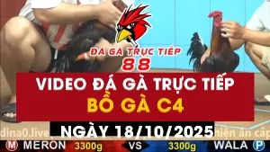 Video đá gà CPC4 Ngày 18-10-2025 - Đá gà 88