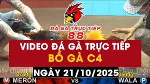 Video đá gà CPC4 Ngày 21-10-2025 - Đá gà 88