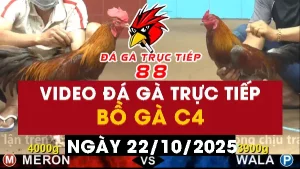 Video đá gà CPC4 Ngày 22-10-2025 - Đá gà 88
