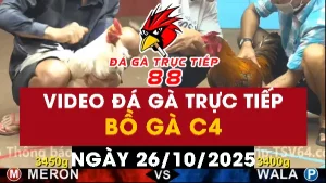 Video đá gà CPC4 Ngày 26-10-2025 - Đá gà 88