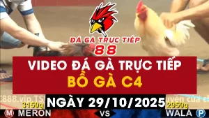 Video đá gà CPC4 Ngày 29-10-2025 - Đá gà 88