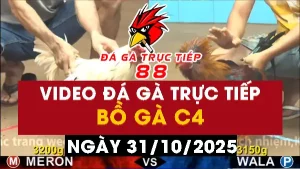 Video đá gà CPC4 Ngày 31-10-2025 - Đá gà 88