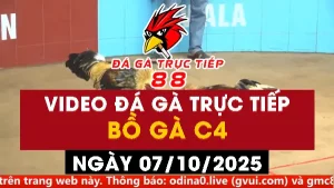 Video đá gà CPC4 Ngày 07-10-2025 - Đá gà 88