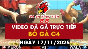 Video đá gà CPC4 Ngày 17-11-2025 - Đá gà 88