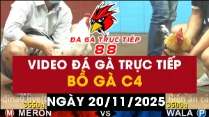 Video đá gà CPC4 Ngày 20-11-2025 - Đá gà 88