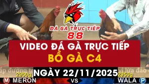 Video đá gà CPC4 Ngày 22-11-2025 - Đá gà 88