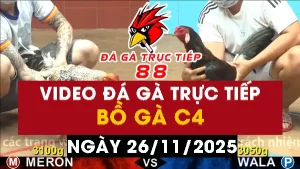 Video đá gà CPC4 Ngày 26-11-2025 - Đá gà 88