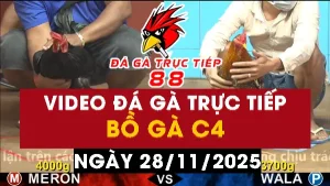 Video đá gà CPC4 Ngày 28-11-2025 - Đá gà 88