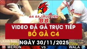 Video đá gà CPC4 Ngày 30-11-2025 - Đá gà 88