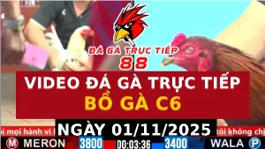 Video đá gà CPC6 Ngày 01-11-2025 - Đá gà 88