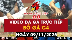 Video đá gà CPC4 Ngày 09-11-2025 - Đá gà 88