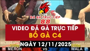 Video đá gà CPC4 Ngày 12-11-2025 - Đá gà 88