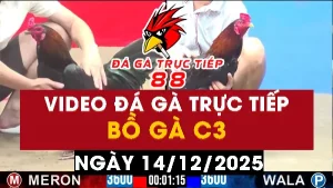 Video đá gà CPC3 Ngày 14-12-2025 - Đá gà 88