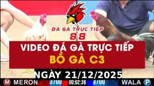 Video đá gà CPC3 Ngày 21-12-2025 - Đá gà 88