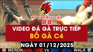 Video đá gà CPC4 Ngày 01-12-2025 - Đá gà 88
